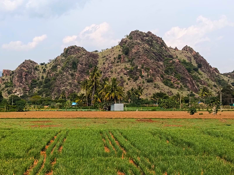 Cheral field photo